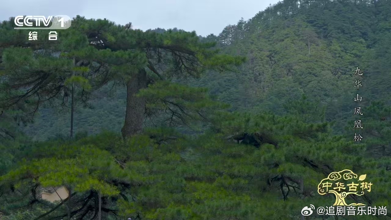 风一吹千年古松秒变展翅凤凰 没见过凤凰的人，来看这棵松。主枝昂扬是凤首，低垂是凤