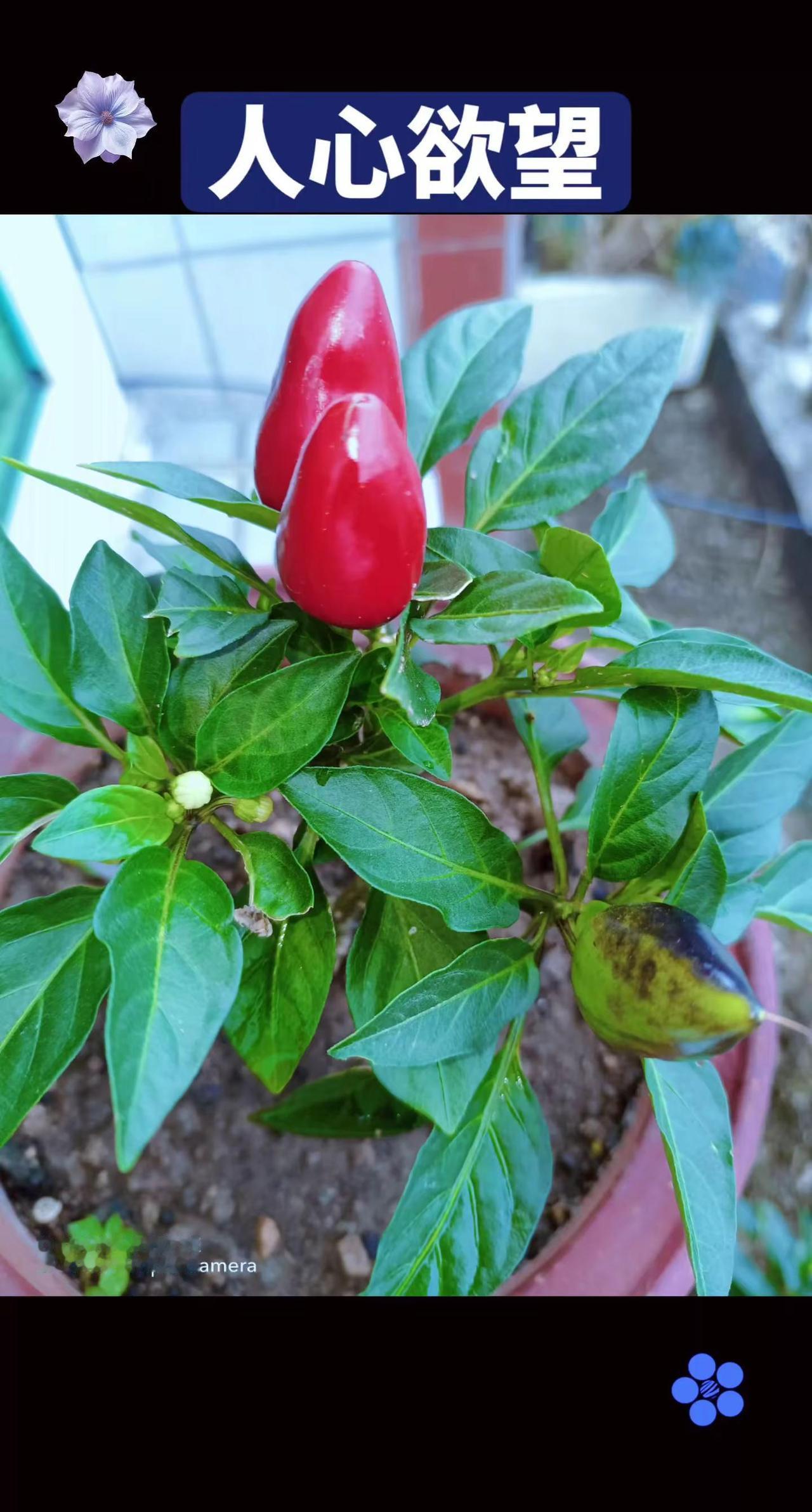 盆栽辣椒🌶 阳台辣椒🌶