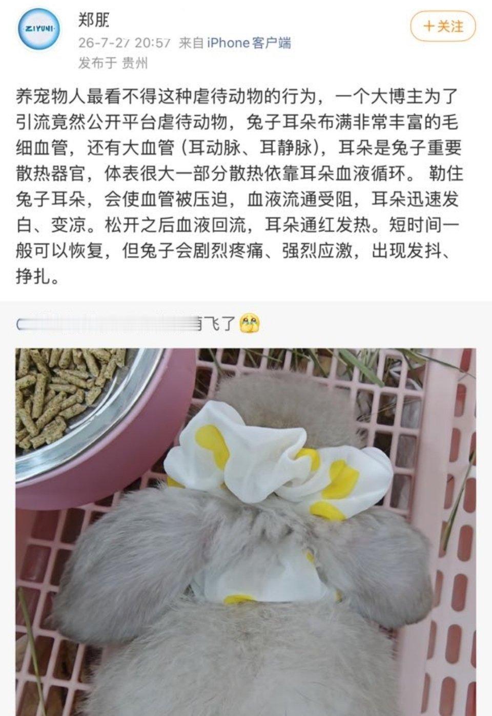 真是不知道还要被无语多少次，这是人家老板跟我说的，垂耳兔需要偶尔用宽松的发圈透透