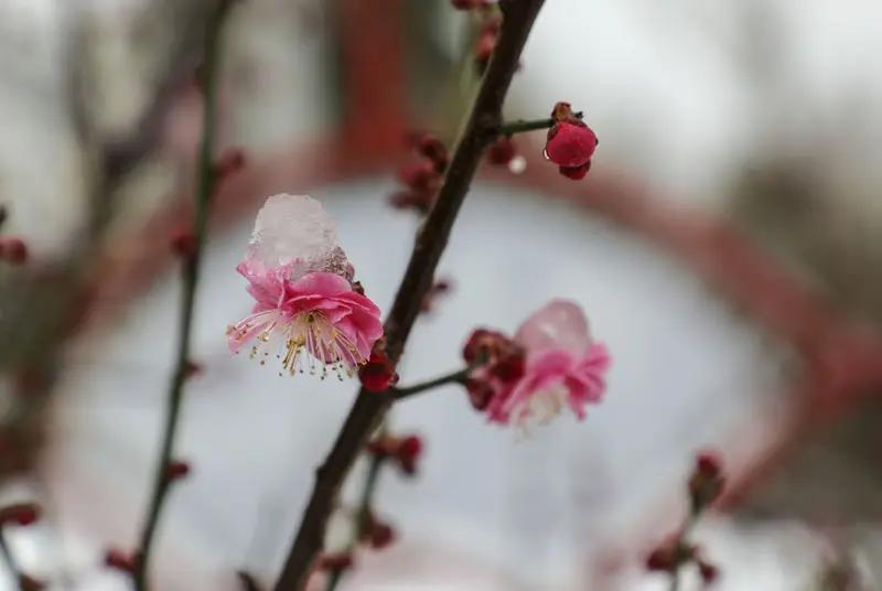 上联：东风剪柳千丝绿
下联:   瑞雪压梅万点红
