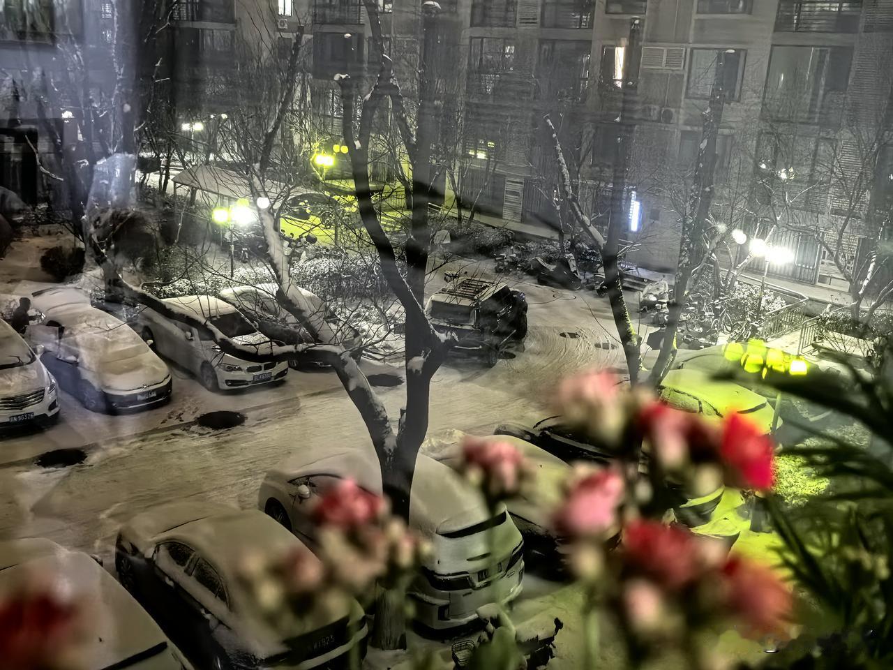 长寿映雪——双花