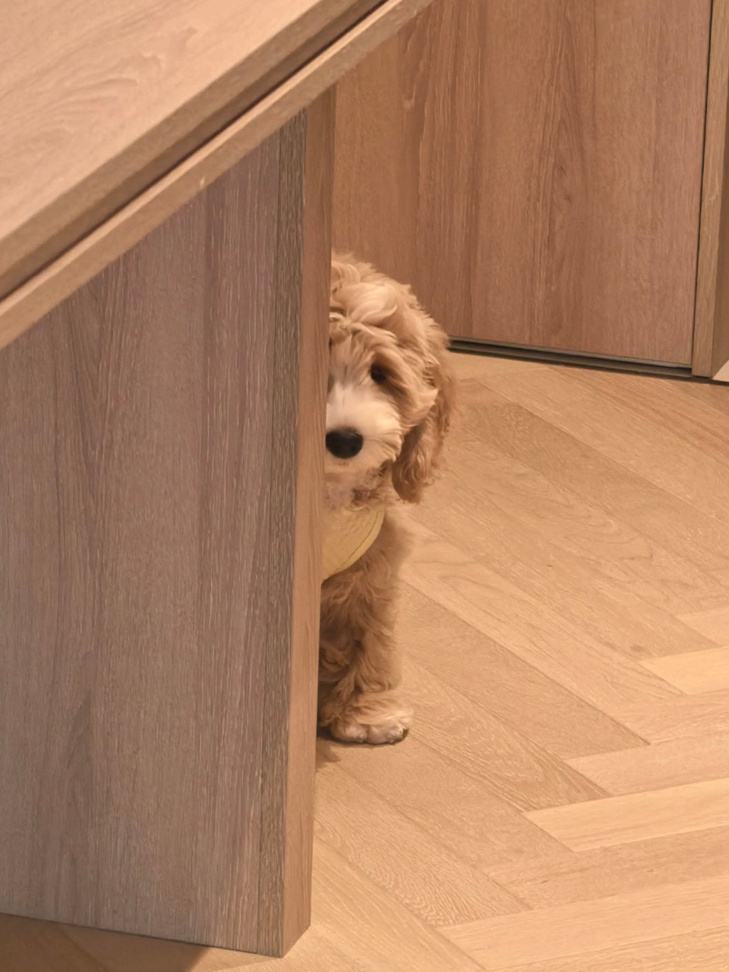 这个地球没有了谁，都不会停止转动，唯独没了我，我的小狗就只剩漫长空荡的等待。小狗