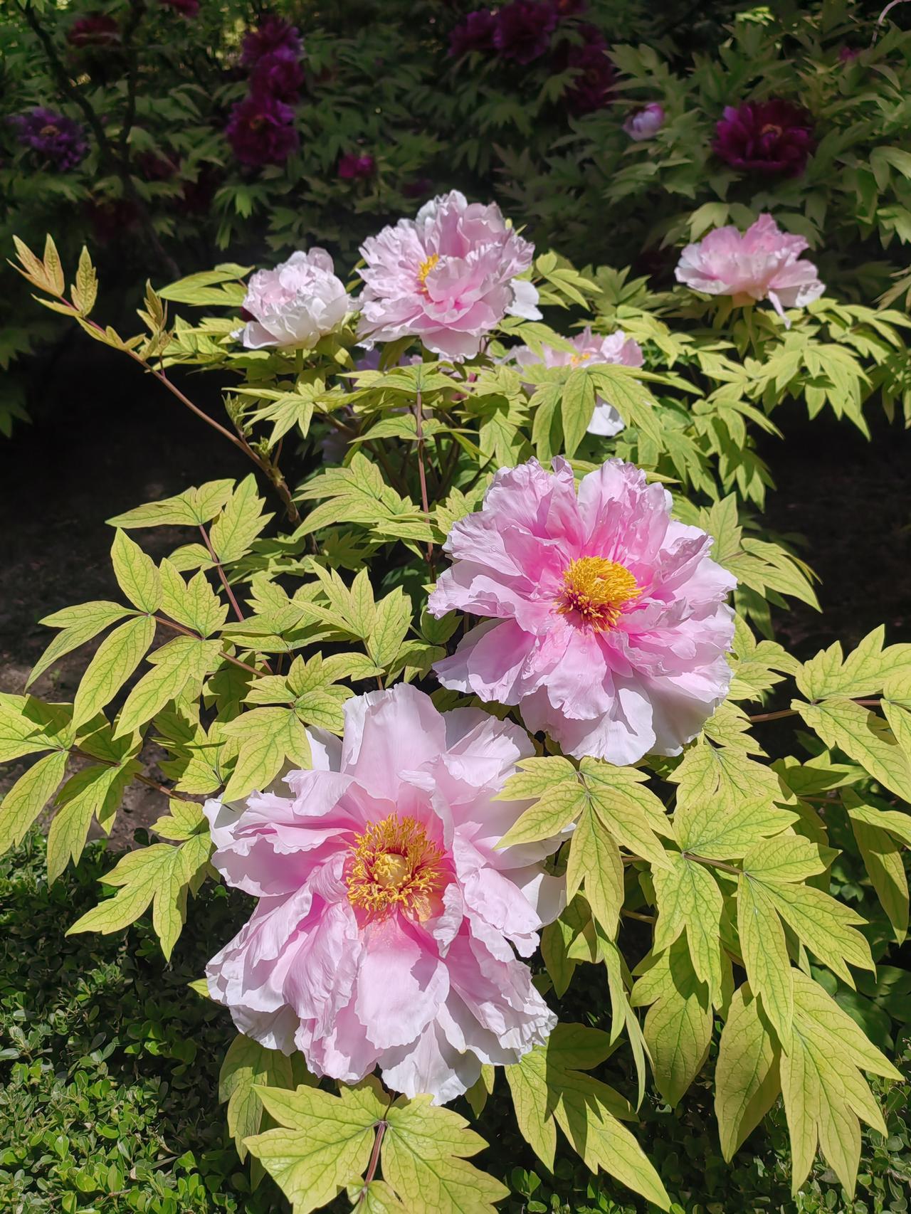 景山公园的牡丹啊，品种太多，面积太大，三个多小时了，还没欣赏完呢。
    一棵