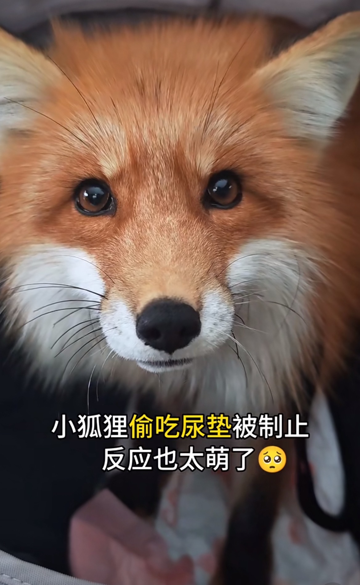 你说许心真偷吃什么东西？ 