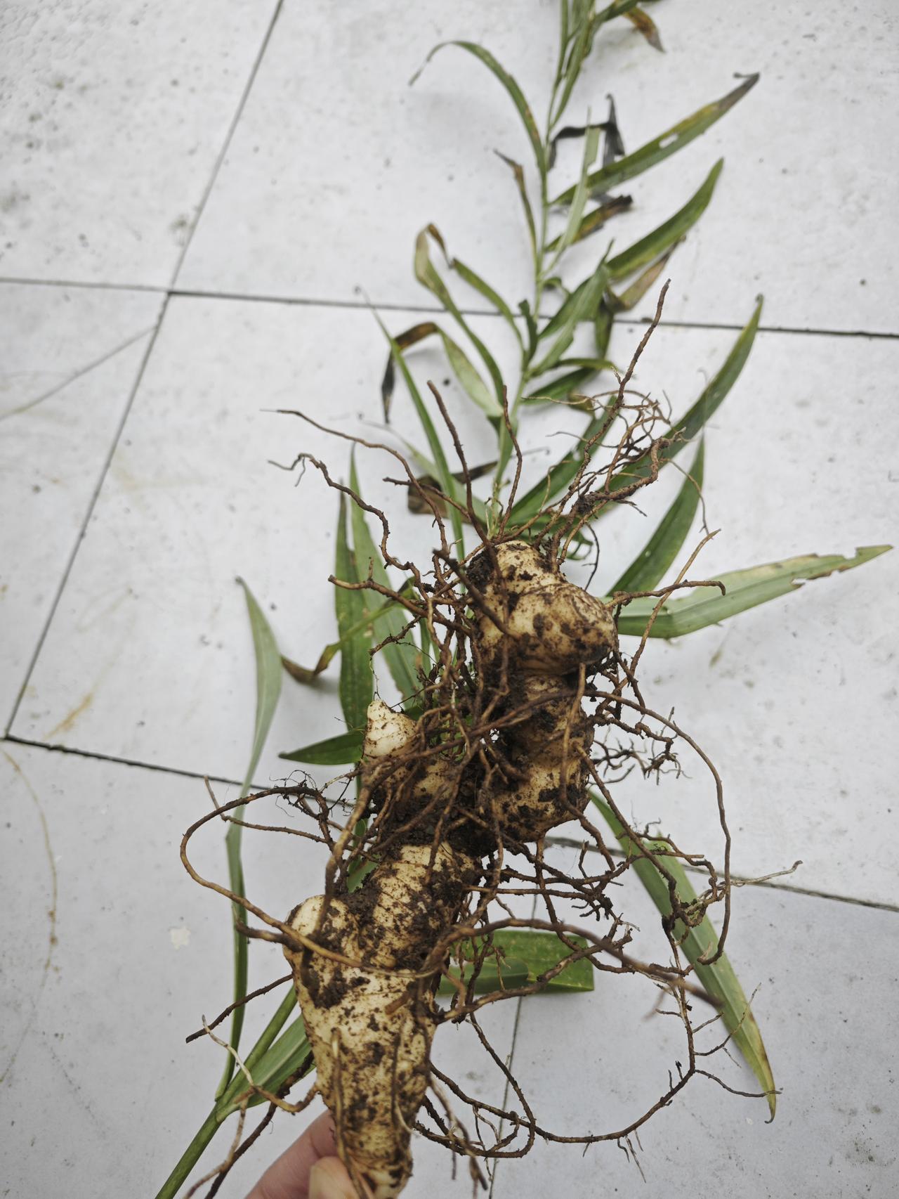 挖一株这个违法吗？[吃瓜群众]