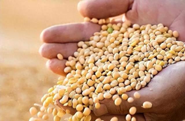 俄罗斯大豆这么近，中国为啥偏偏绕远去美国买？