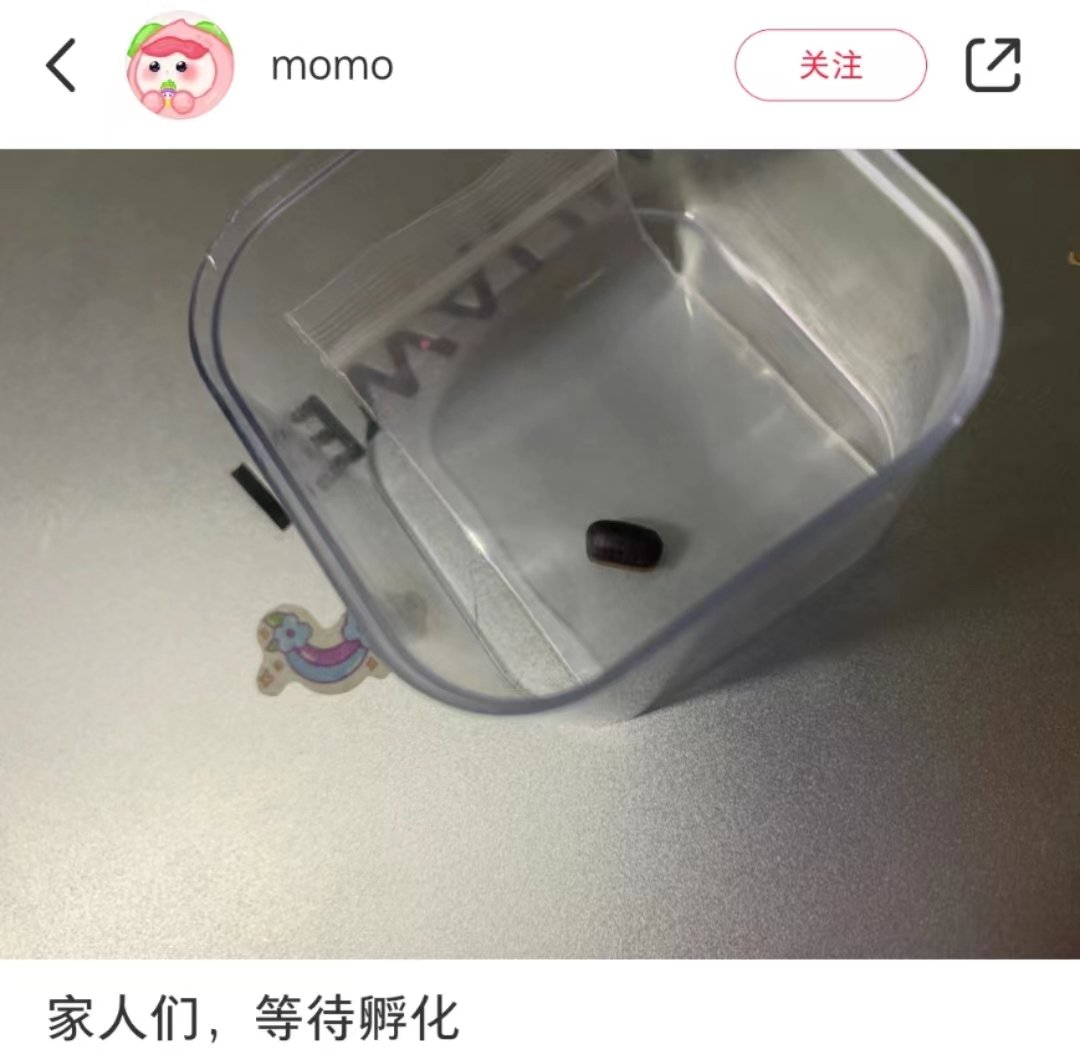 蟑螂.zip右滑解压[太开心] #蟑螂卵鞘# #趣过夏天# ​​​