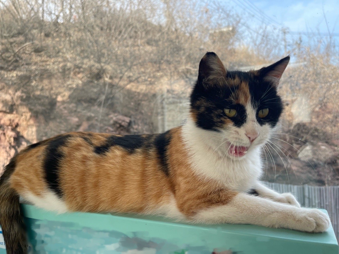 我的花园我的猫喵星人 三花玳瑁招财姐一直是我家猫咪的酷美担当。 