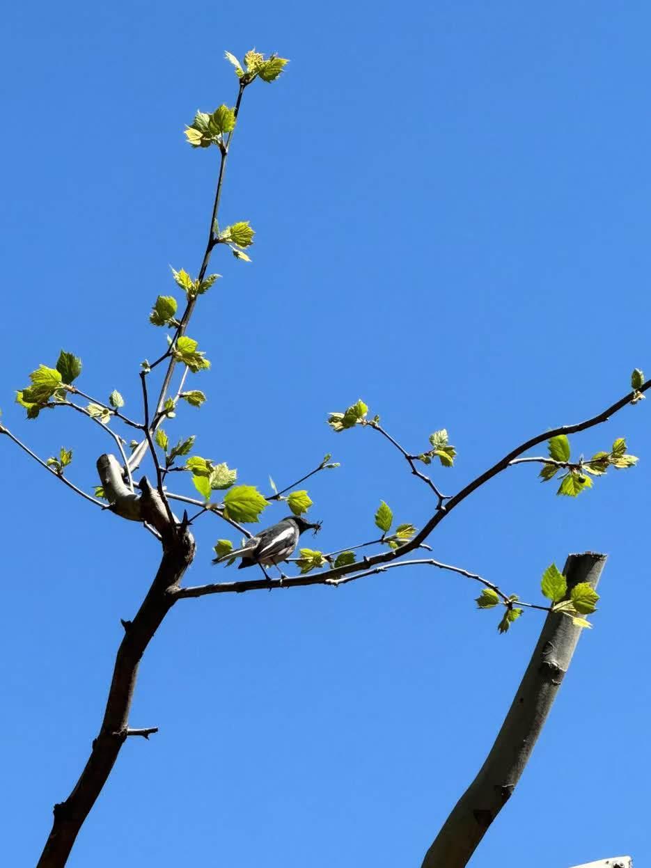 有一个词叫阳谋无解，意思是极度坦诚的人，任何人都奈何不了他，这种人打的就是明牌，