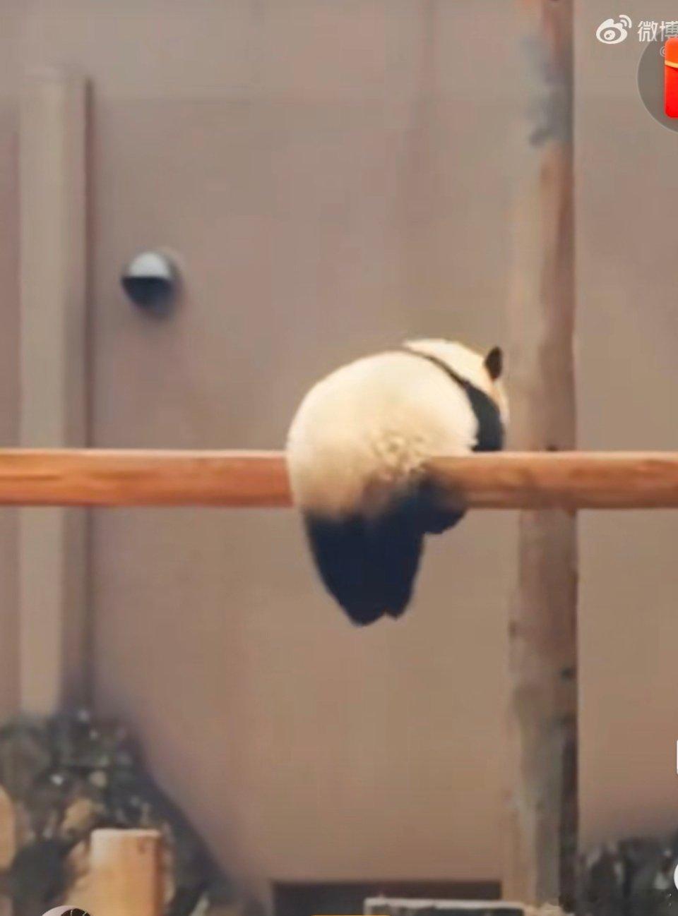 大熊猫演我复工第一天状态虽然我摆烂，但是我是天天摆啊， 