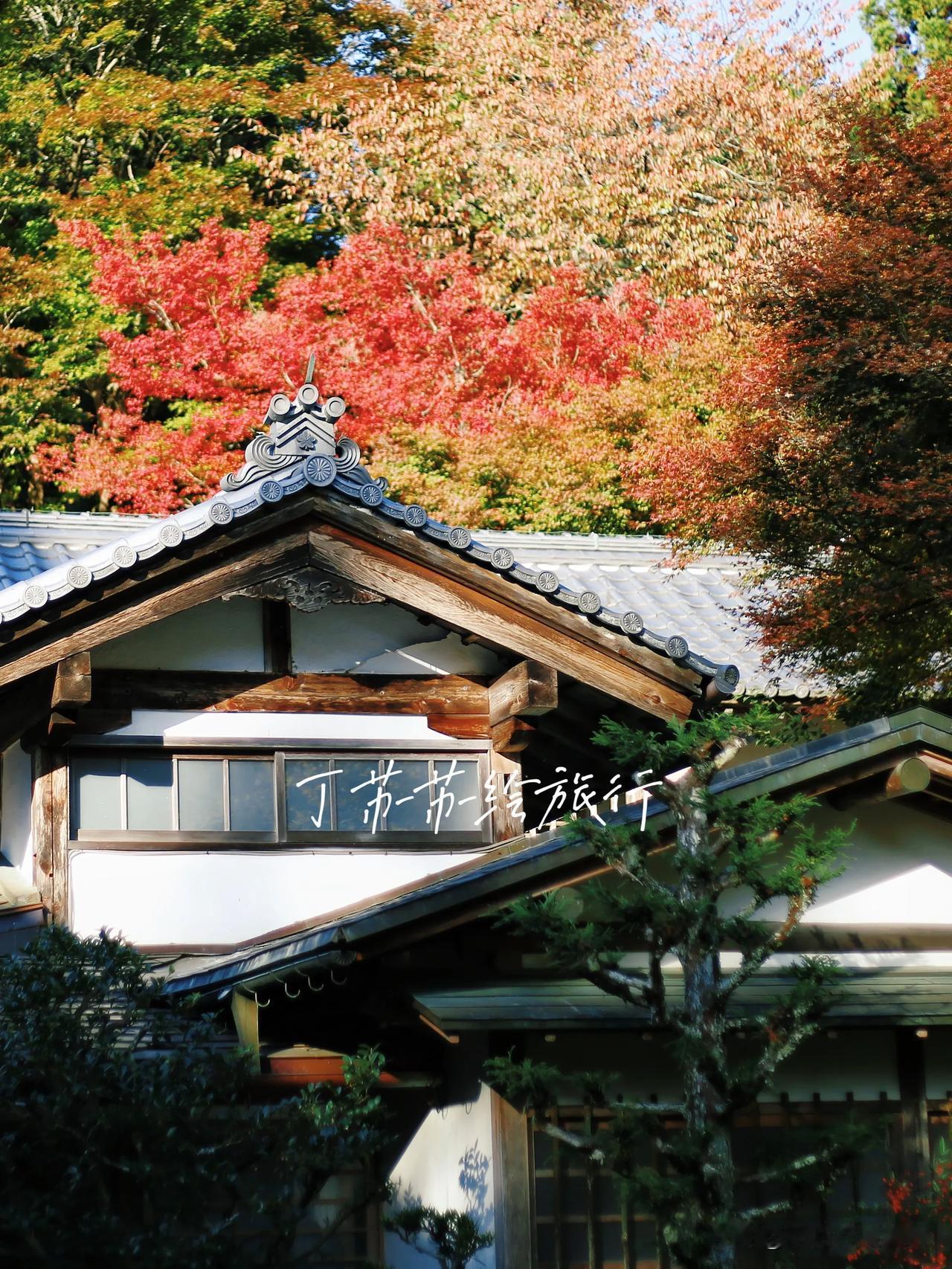 11月下旬赏枫火爆观赏地，京都三千院‼️
京都三千院是佛教古寺院，建于 1118