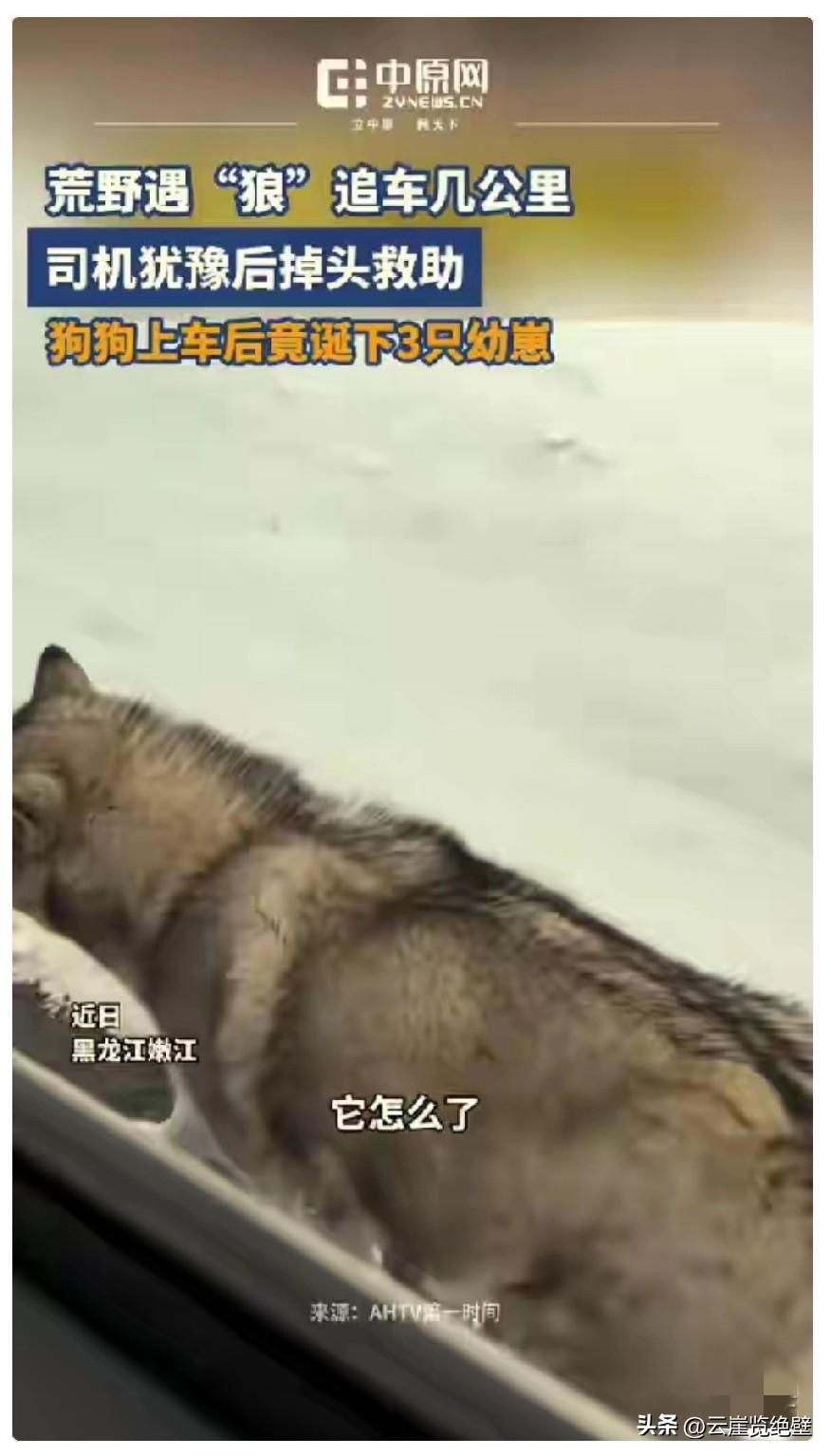 泪目了，黑龙江，女子开车偶遇一只流浪狗追车，追了好几公里都不肯停，女子心软掉头接