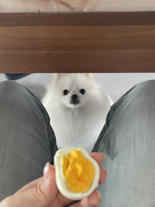 你们吃饭的时候 桌子下面也会出现这东东吗