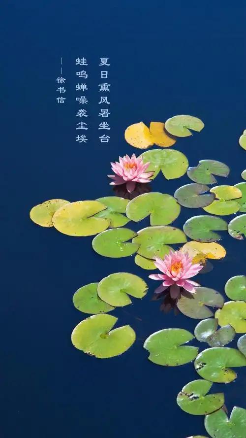 鹧鸪天  咏夏至
乾晷初长至极时，
蝉声噪破绿杨枝。
荷钱叠水蛙声动，
梅雨侵檐