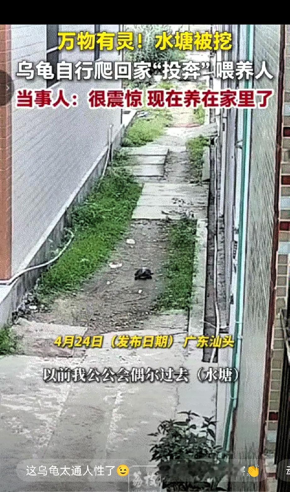 科学都解释不清了。
近日，广东汕头一只野生乌龟从废弃废墟中爬出，它从未踏足过人类