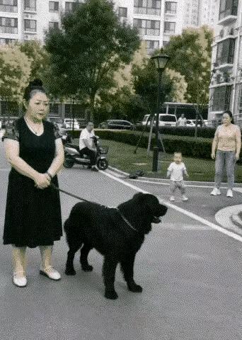 这狗也太吓人了！

黑衣女子带着一条大黑狗，黑狗膘肥体壮，让人望而生畏！

一位