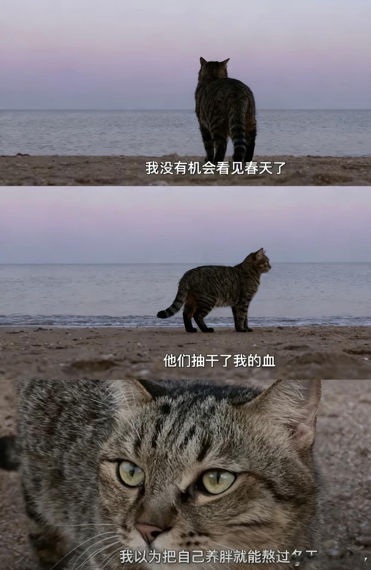 能不能让唐小龙去治治这帮垃圾啊！ ​​​