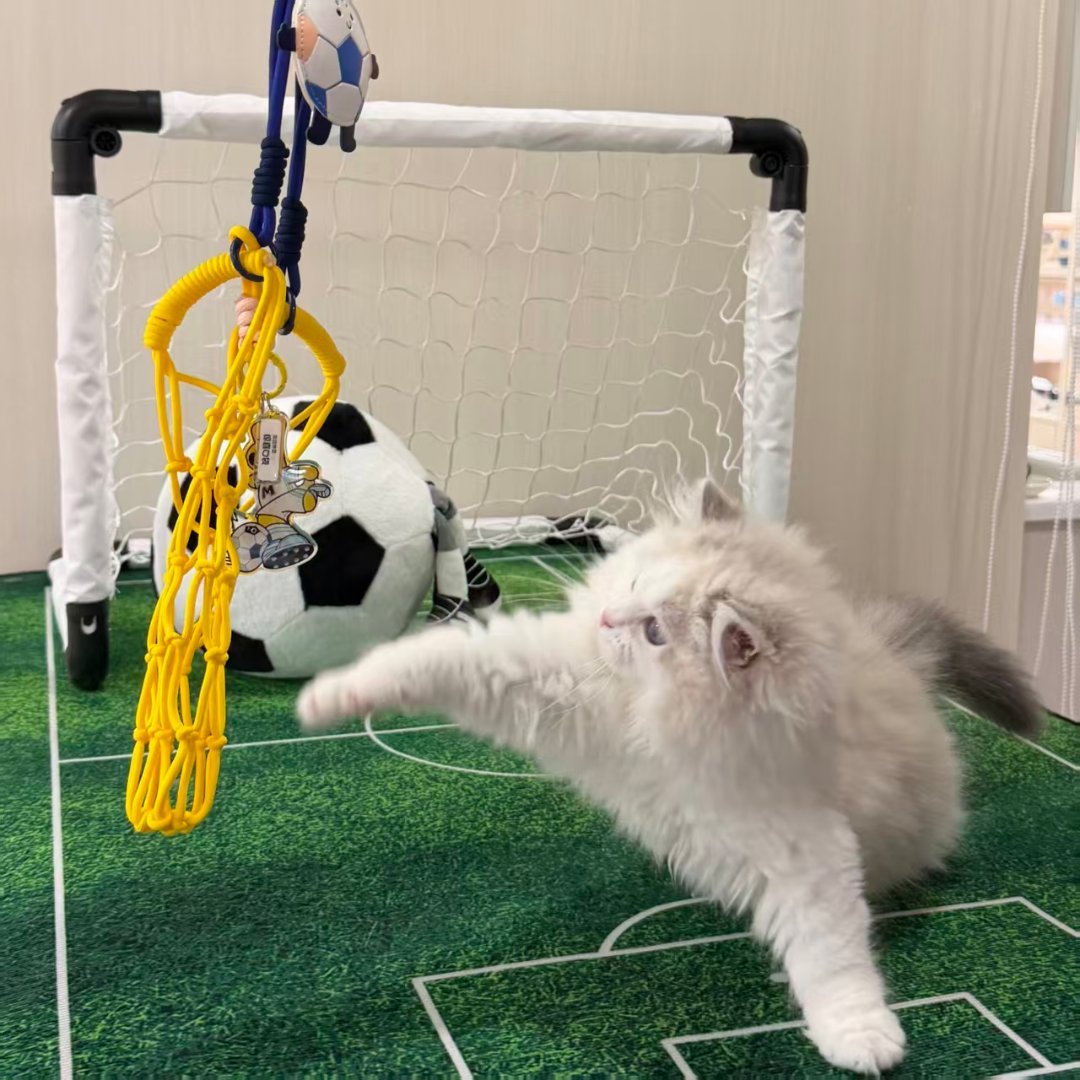 人是怎么发现猫有这种小众癖好的别人家的猫玩逗猫棒，我家的猫就爱往网袋里钻。行吧，