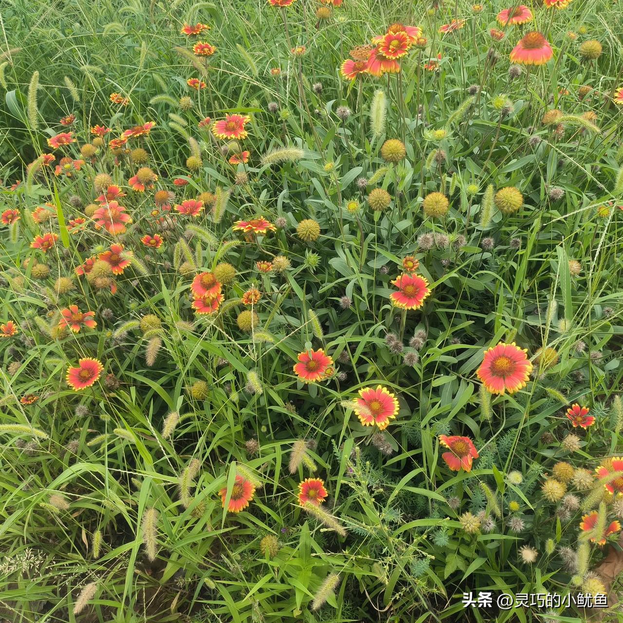 这是我随手拍的，有认识这是什么花吗？