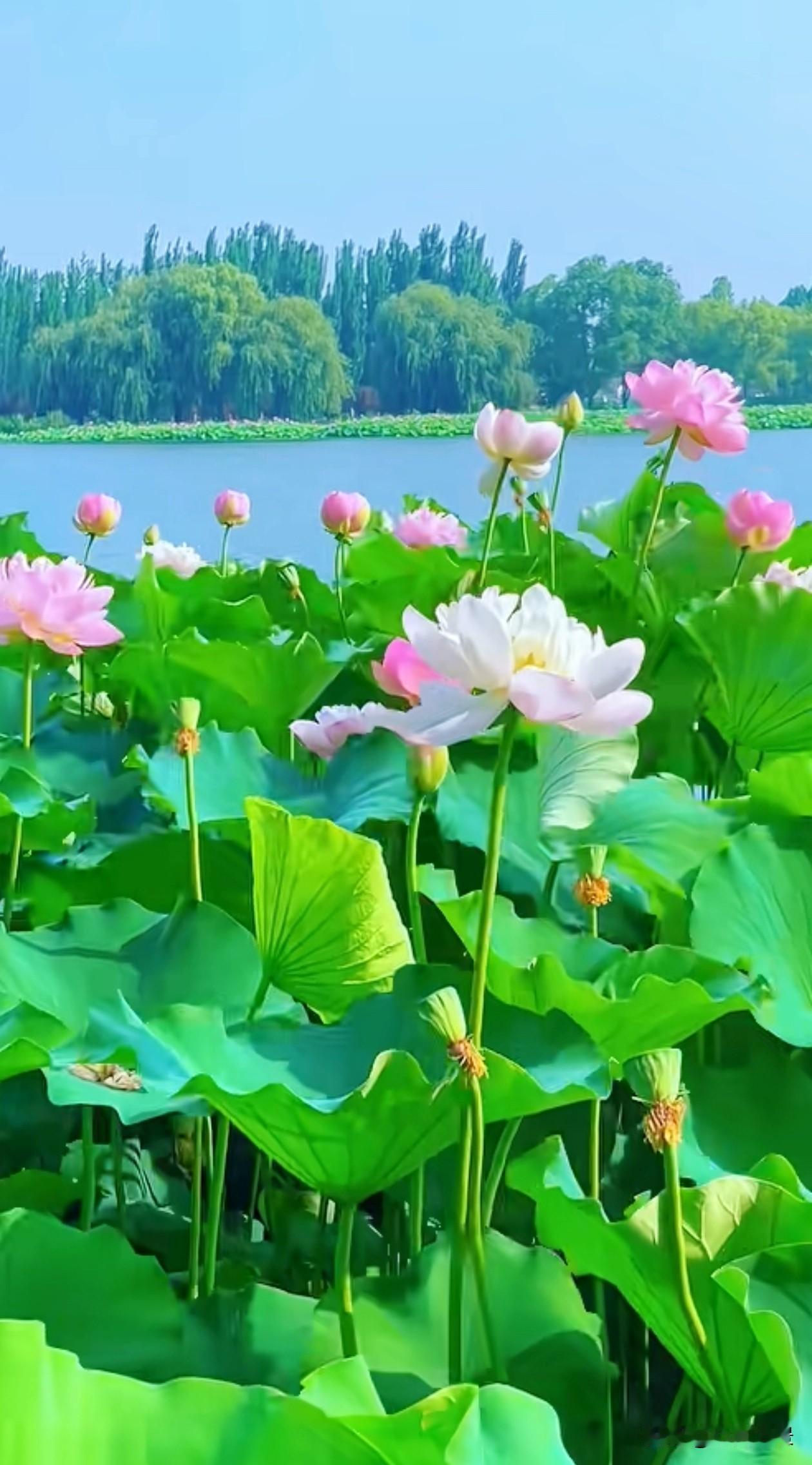 远山藏温柔，清荷解烦忧。愿往后日子，心有山水，身携荷香，不慌不忙，向阳生长。山水