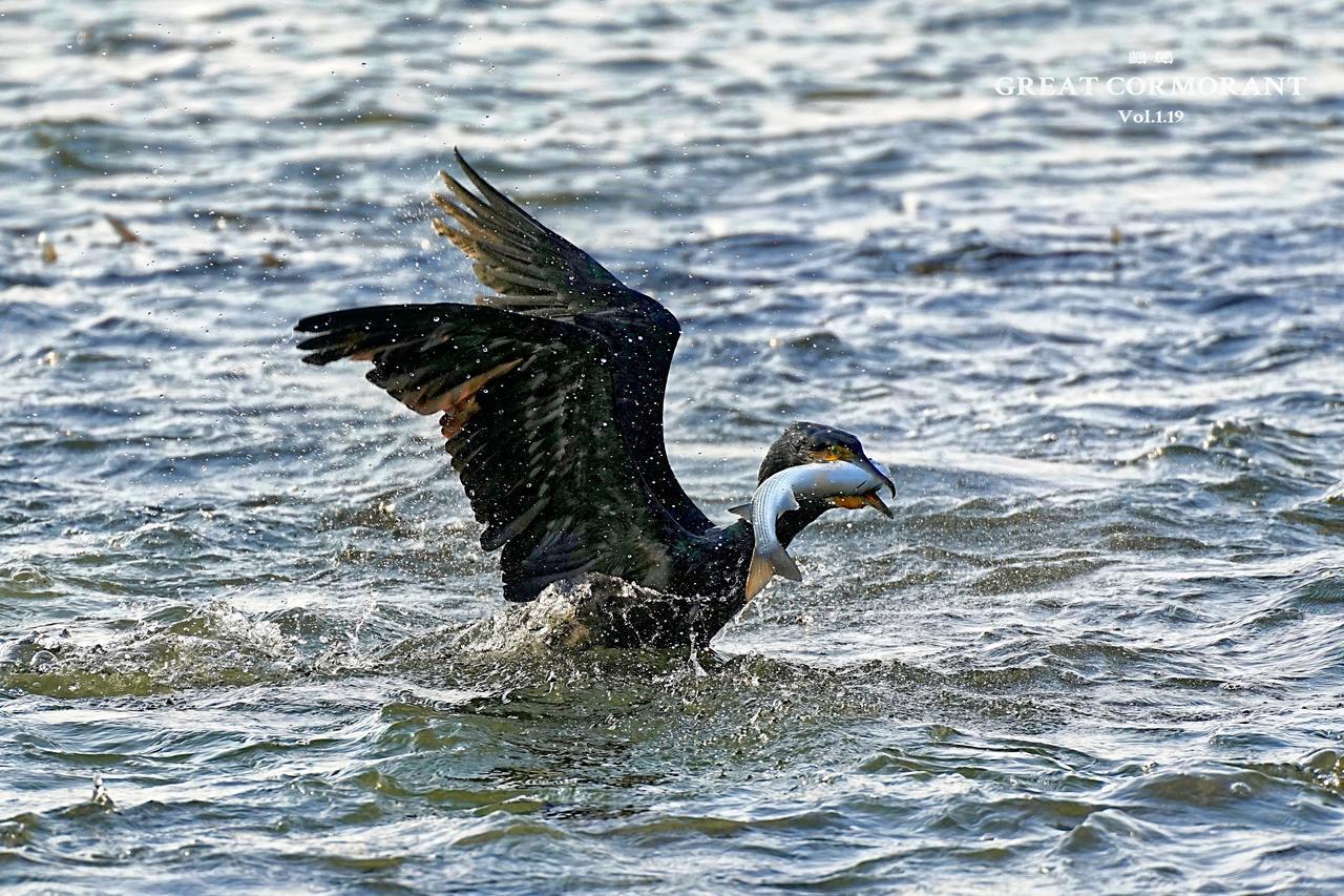 首次测试70-200mm+2倍增距镜，定格深圳湾畔“黑袍渔夫”的致命一击！