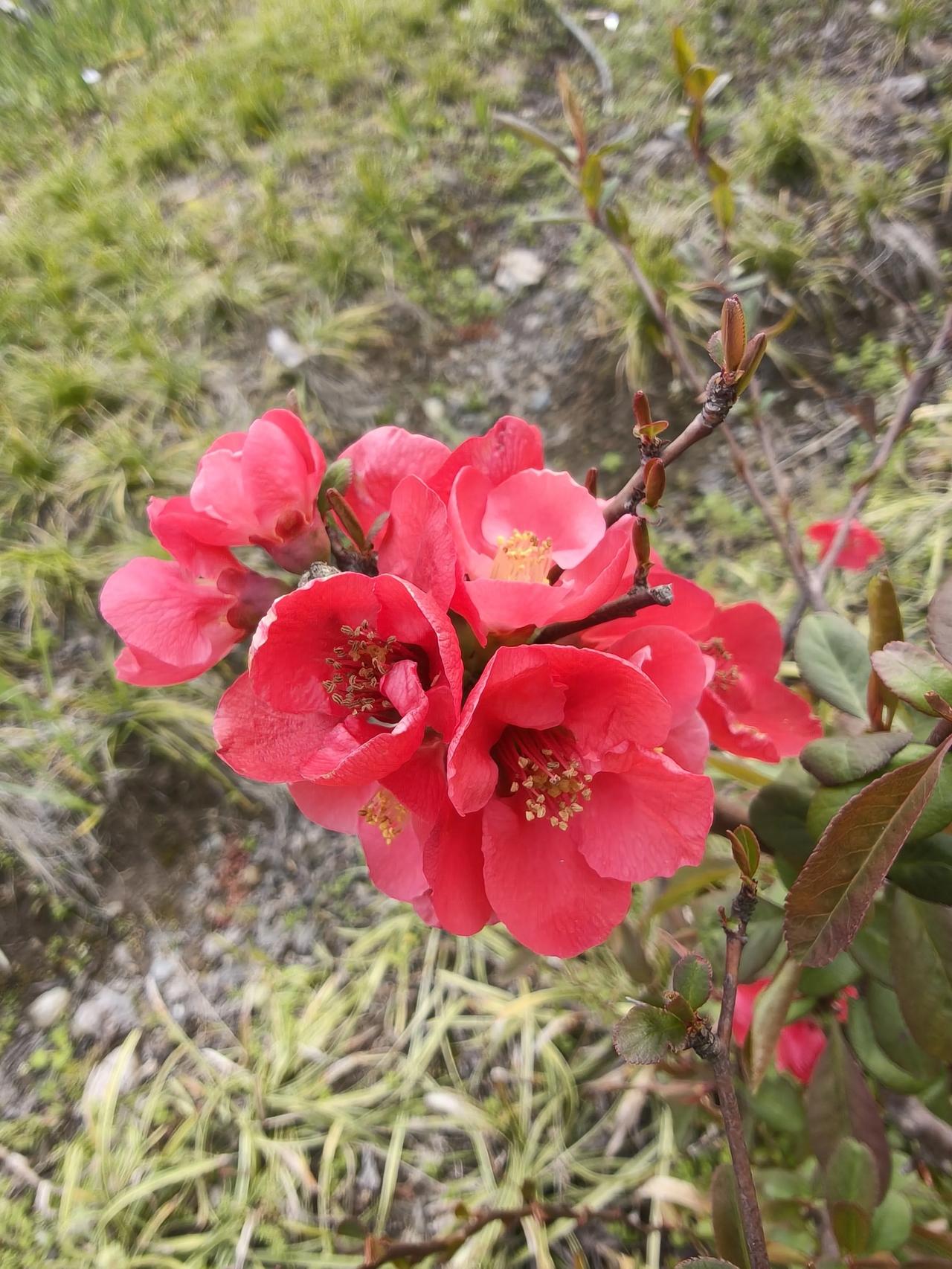 公园里樱花树下的贴梗海棠开得正好，就是隔着围栏没拍好…[捂脸]