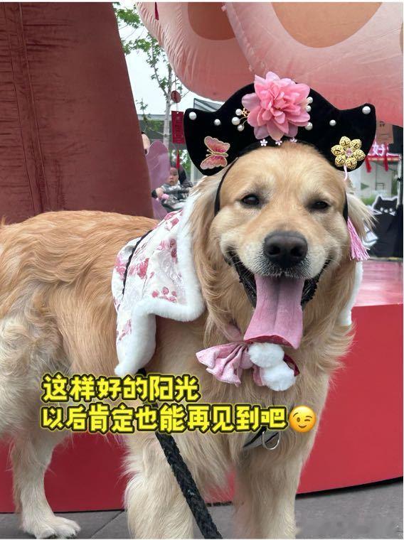 真小鸟全身都在拒绝封妃这小鸟真是太可爱了！在小红书宠物友好计划上海场，它可是坚决
