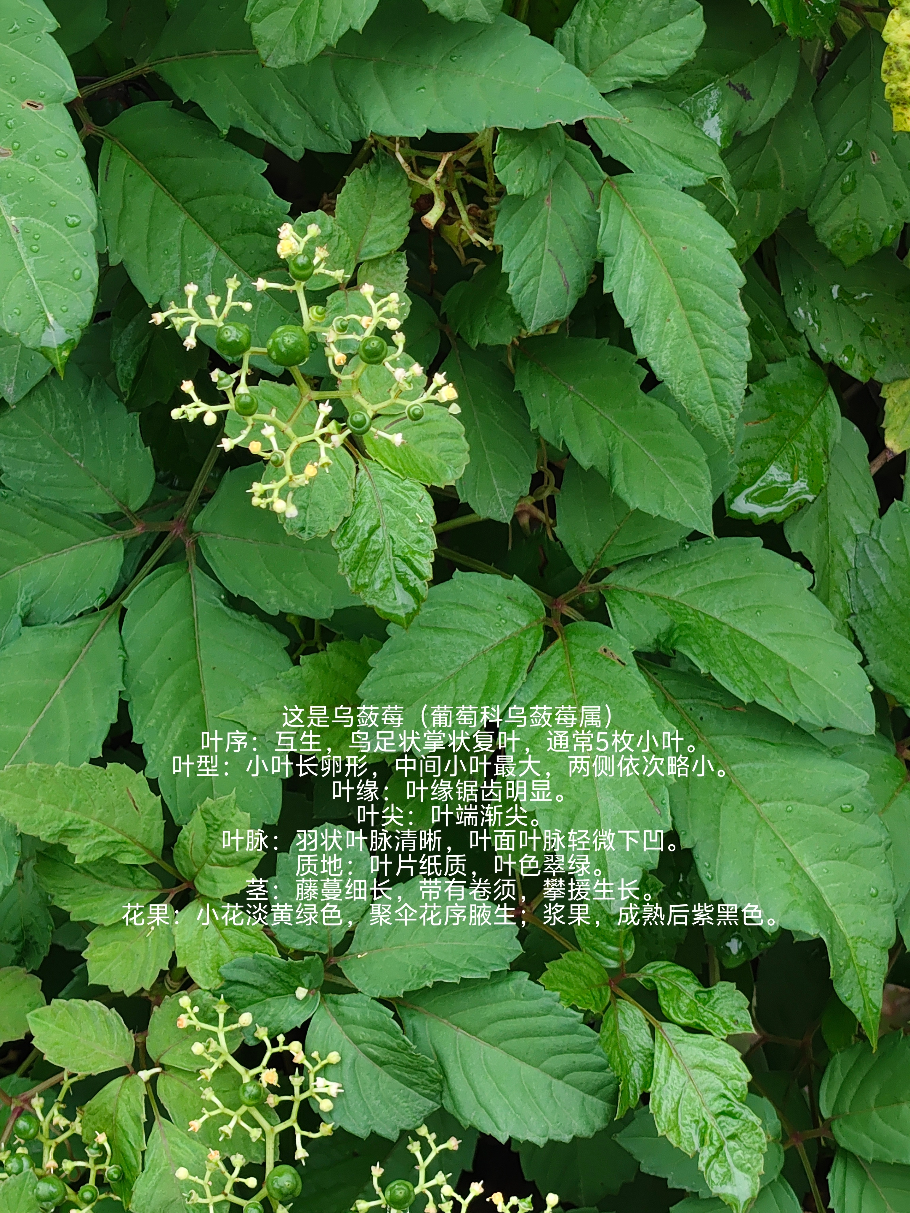 分享图片 ​​​