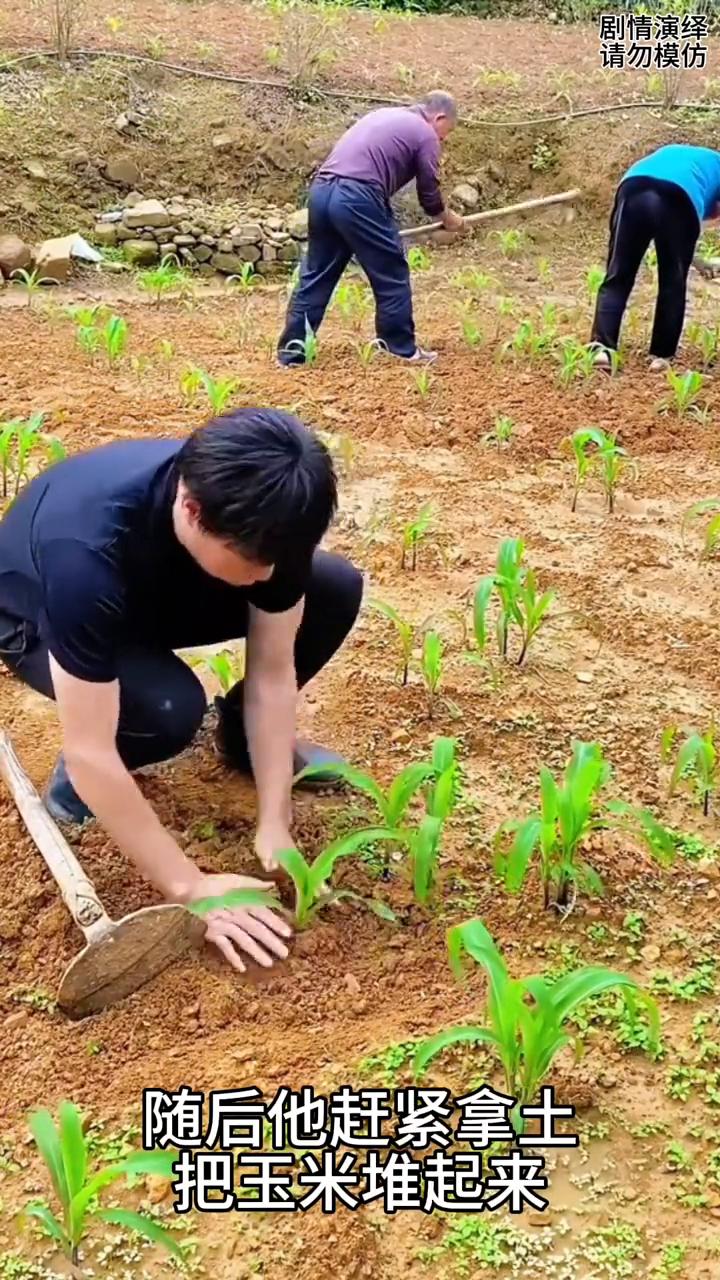 男子放假回家帮父母干农活，谁知玉米锄掉赶紧藏起来。
男子放假后帮父母干农活，只见