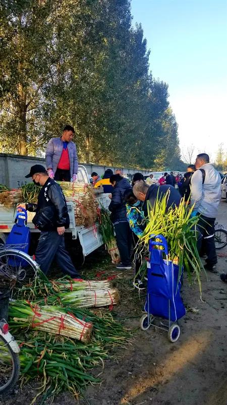 江苏启东百亩大葱被谣传可以免费拔遭哄抢拔光，种植户：损失起码在20万元，希望找到