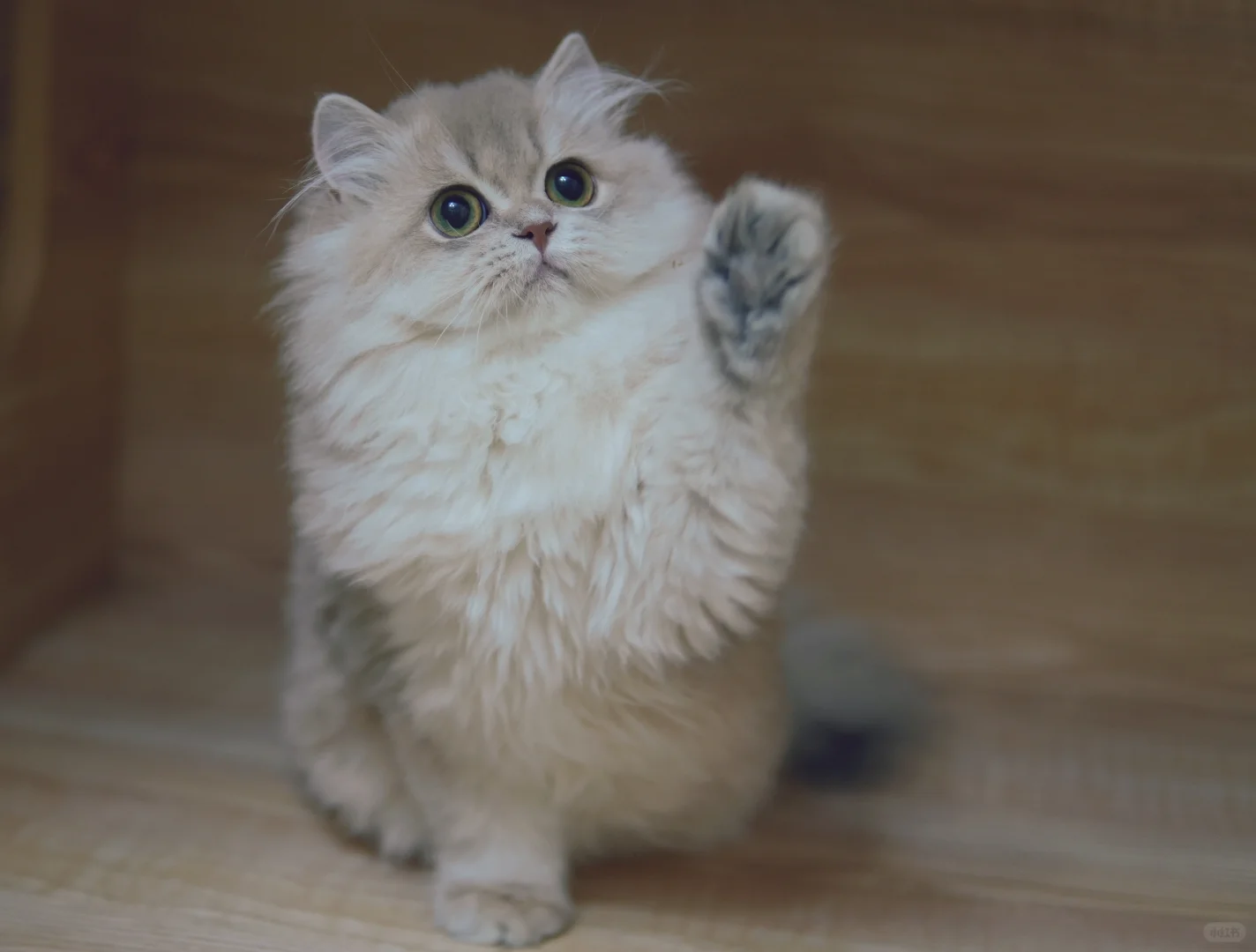 长毛蓝金渐层 甜甜的小猫咪 稀有色渐层 英国长毛猫 蓝金渐层找家长