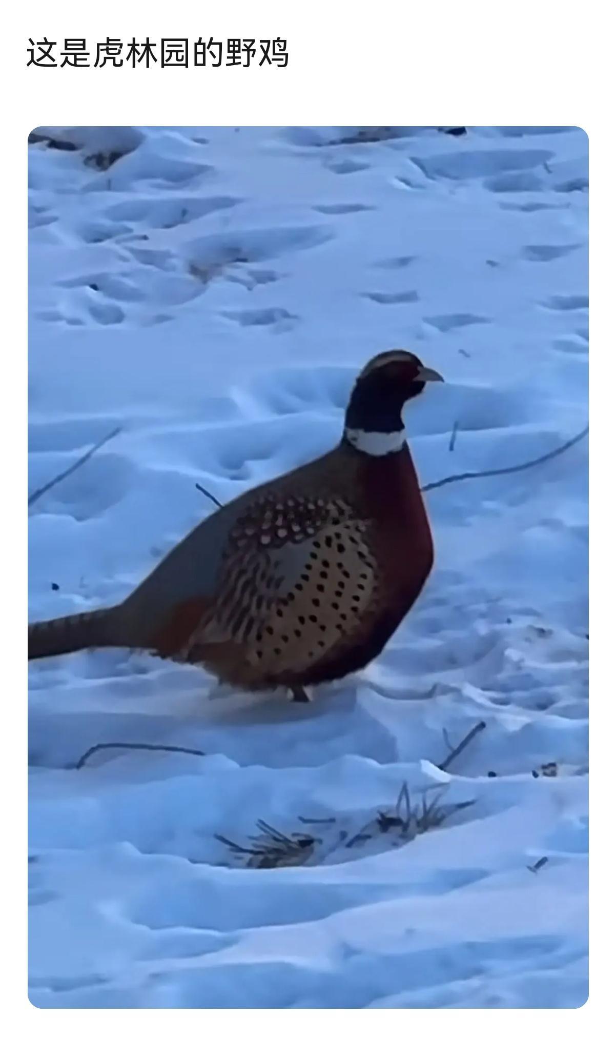 东北虎林园不仅仅老虎是胖虎，连其他动物都好肥，都圆滚滚的～