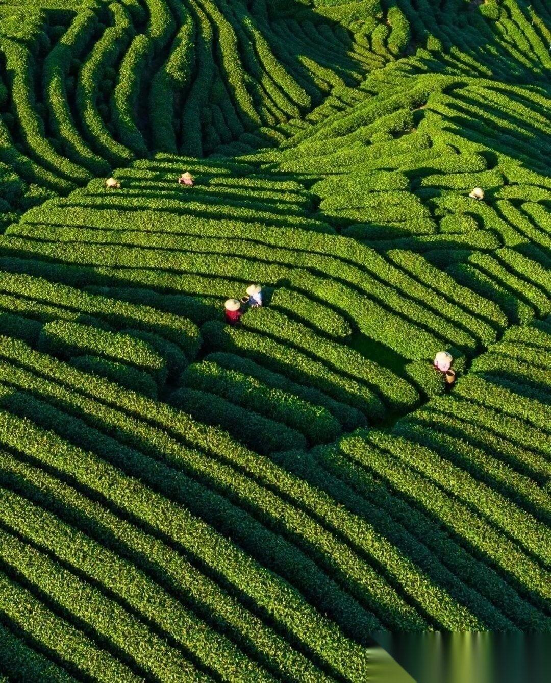 新鲜绿茶，要想喝久一点，绝对不能直接装入无内衬的铁盒/铁罐中。
大家听我说，主要