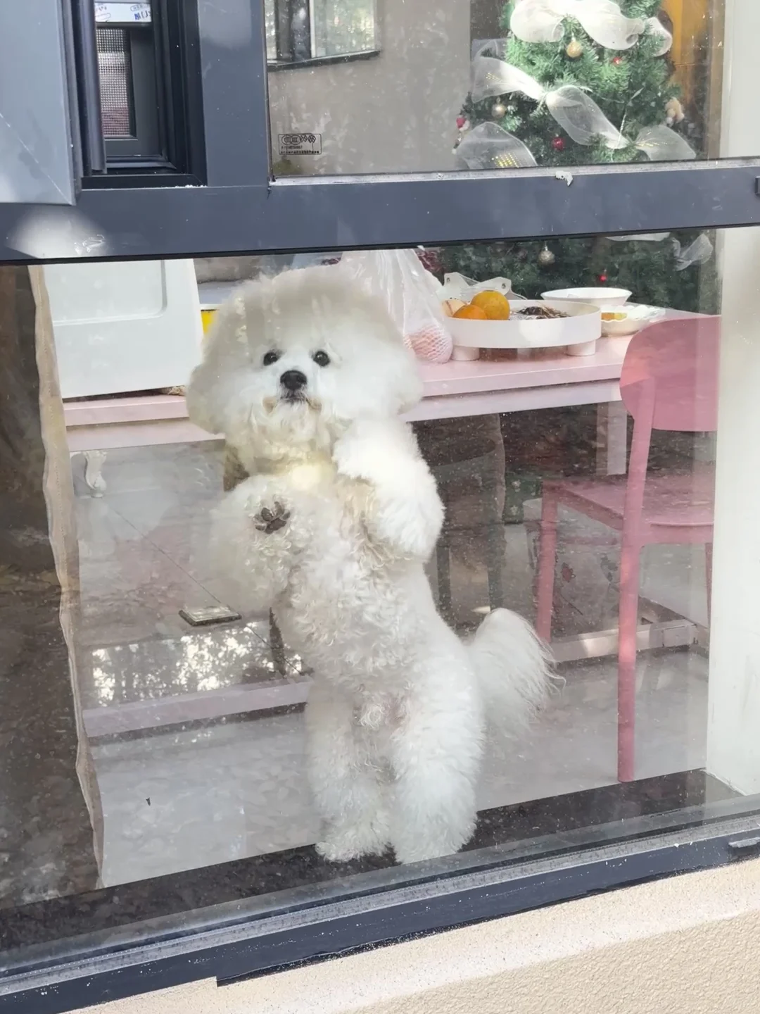 这家的小狗真可爱