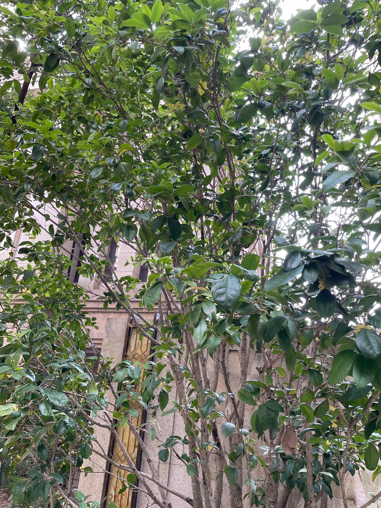 国庆假期离深，看到小区桂花开花🌼了，香气依然浓郁，扑鼻而来，但今年确实奇怪，深