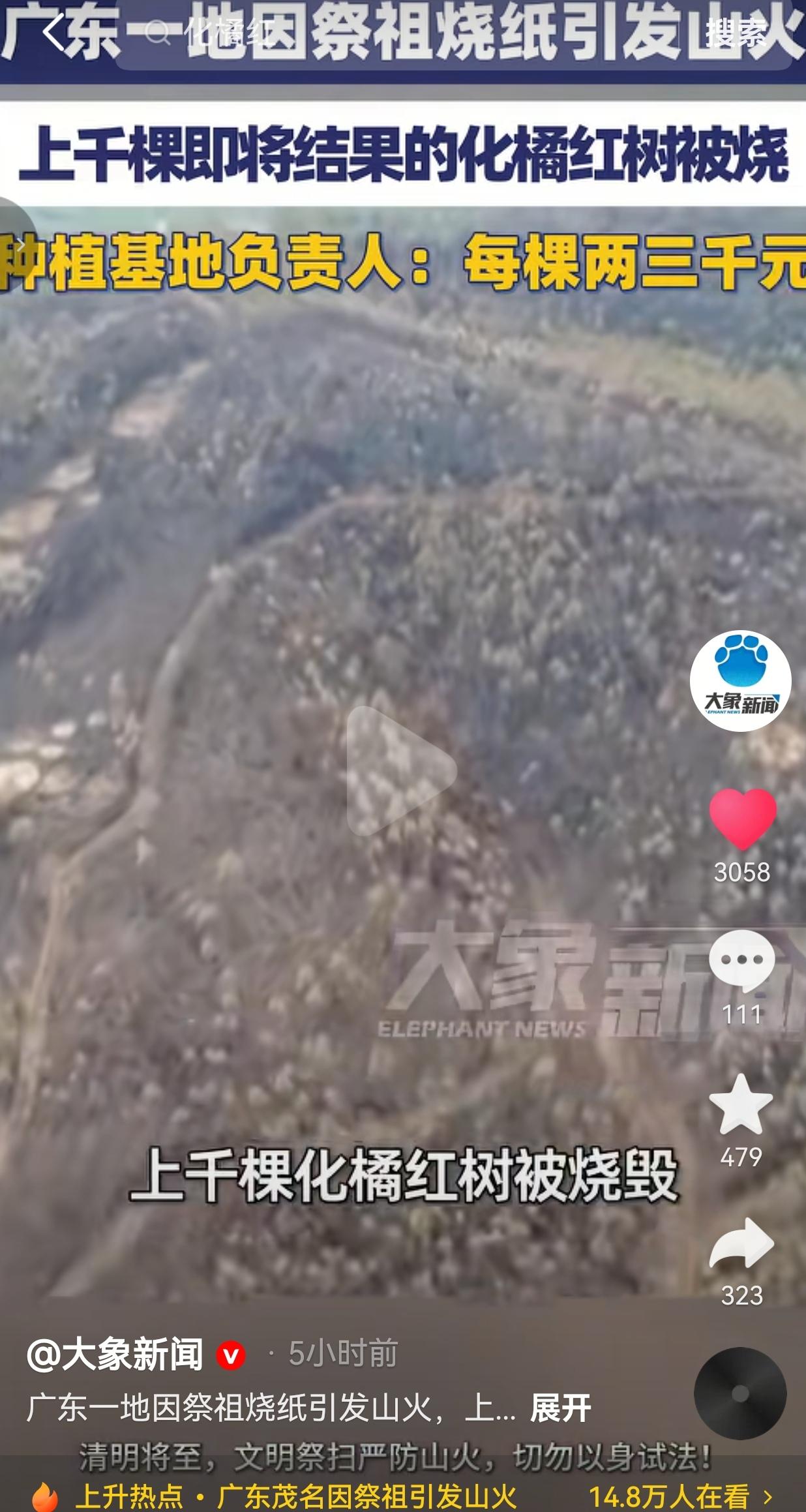 清明祭祖烧纸引发山火！1598棵化橘红树被烧，果农十几年心血全毁了！
 
事情发