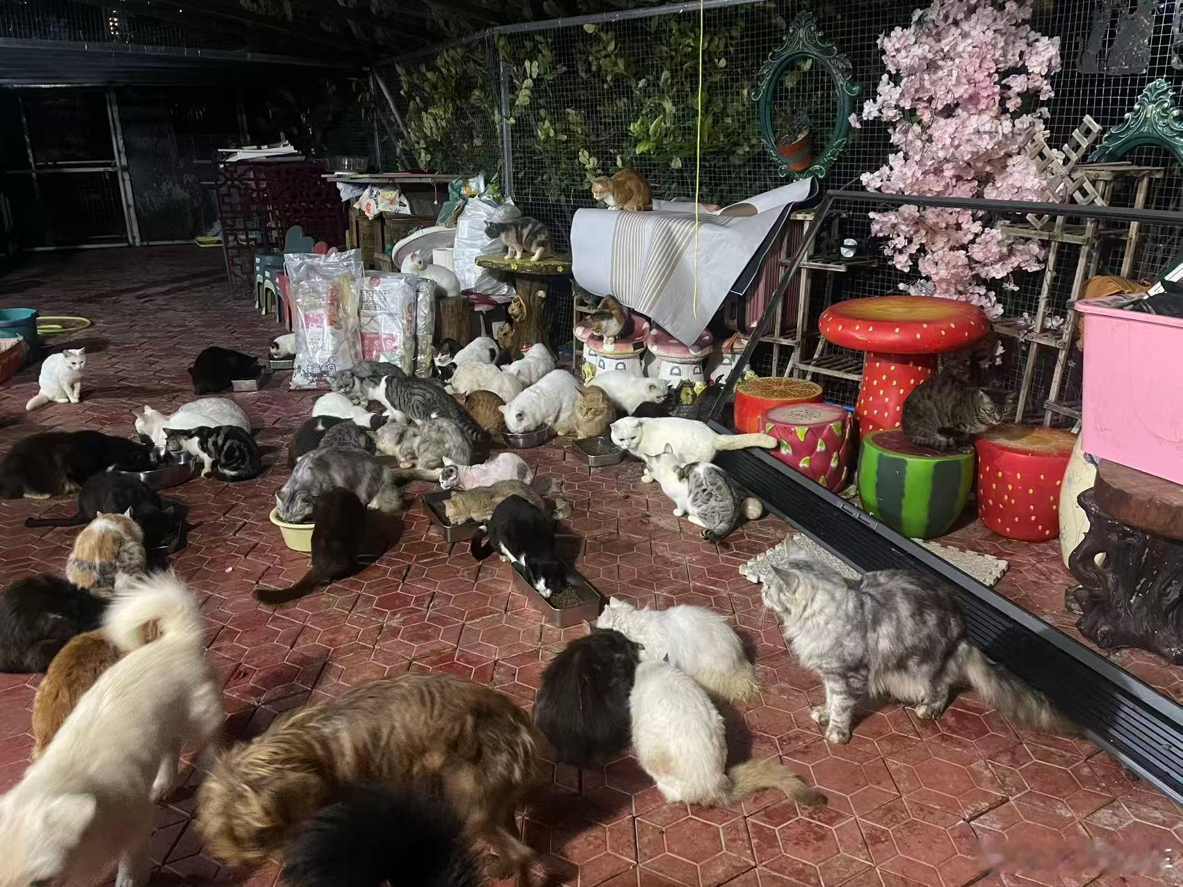 小鹏MONA车主们还是太有爱了，一起驱车携千斤宠粮送往一家流浪动物救助站，为这个