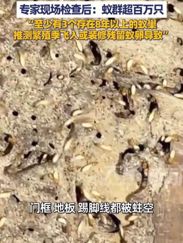 【300平空置豪宅全屋被白蚁蛀空】
