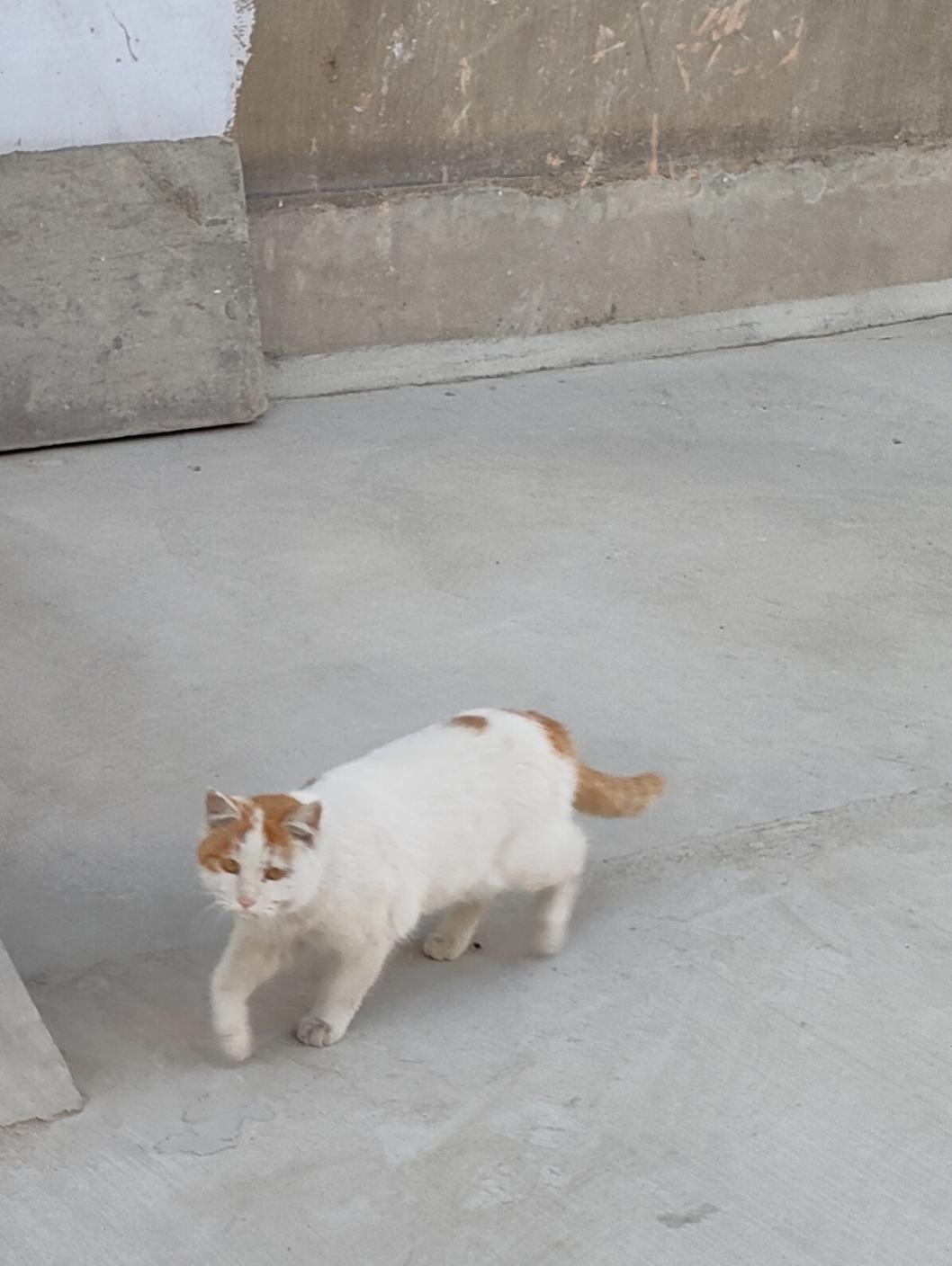 🐾 橘白的毛蘸着日光，在灰调的地面踩出温柔的诗，每步都像把寂静揉进风里。
✨ 