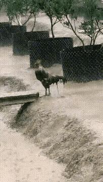 这是受了多么大的刺激，使得他傲立瓢泼大雨之中？看来是内心伤的不轻吧！