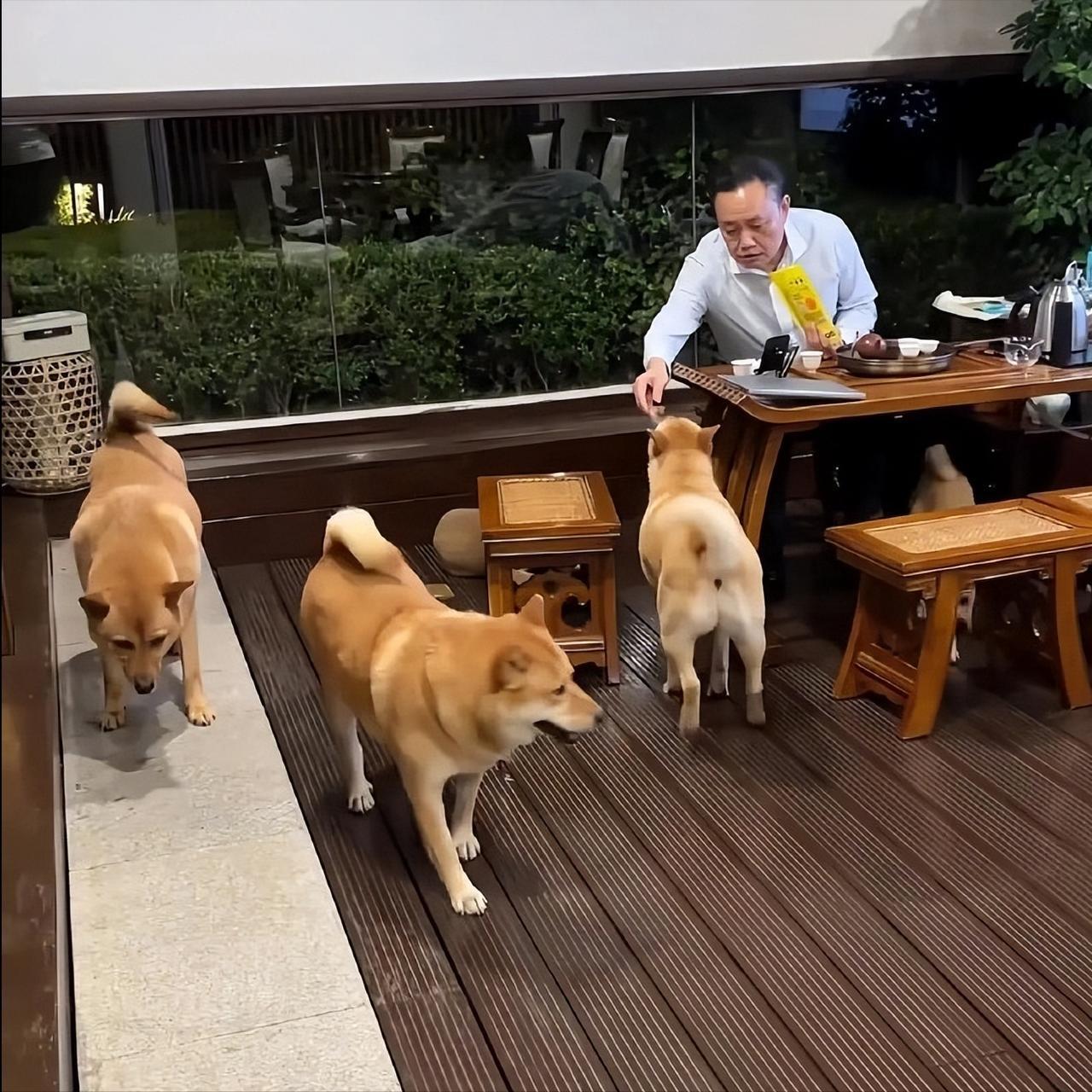 黄老板过着退休的生活，喝茶、逗狗，很是安逸。

记得黄老板上次公开出席活动是在今