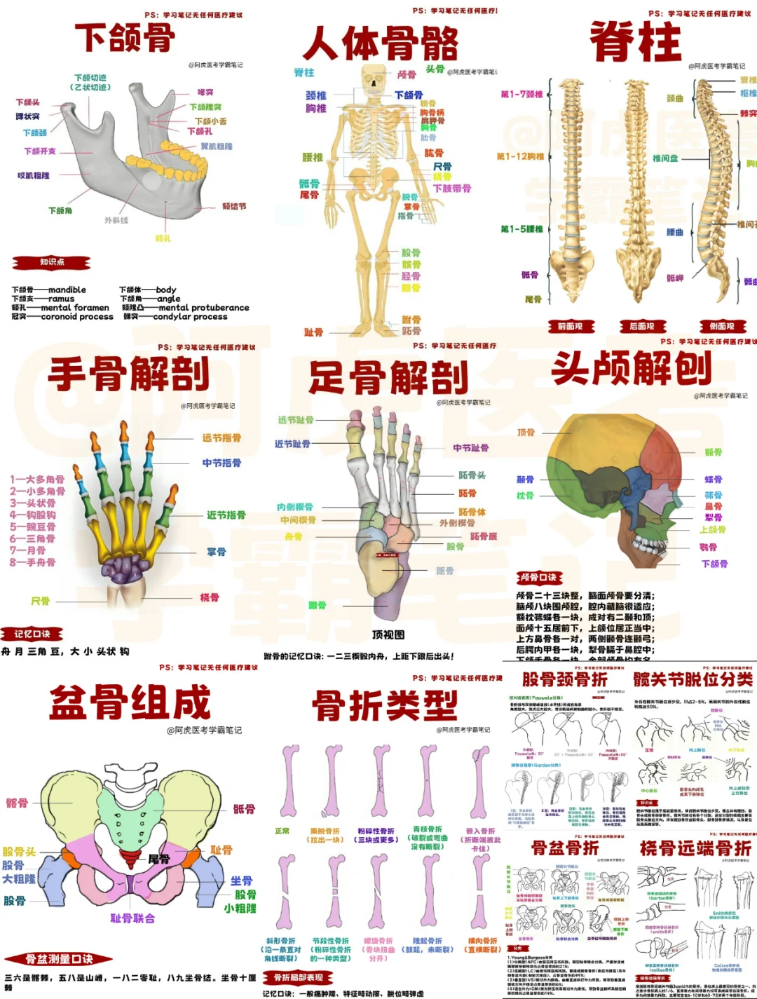 医学生笔记📒｜各种各样的骨头👆