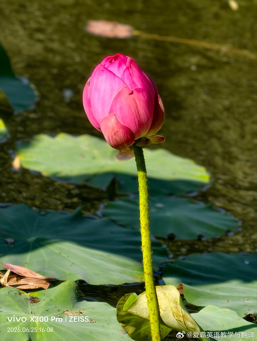 【港城花事  夏荷】悄悄碧池水生花，拥红妆，翻翠盖，花影暗南浦。（拍摄于南山园）