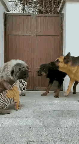 不懂就问，
这个是AI吗？