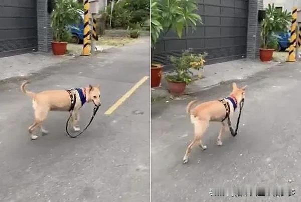 有人把价值投资中上市公司股价与价值的关系比喻成狗和主人的位置关系。狗主人（价值）