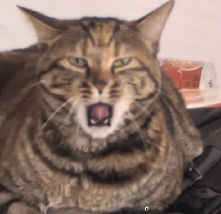 49860【丑猫】像那个西格玛男人 