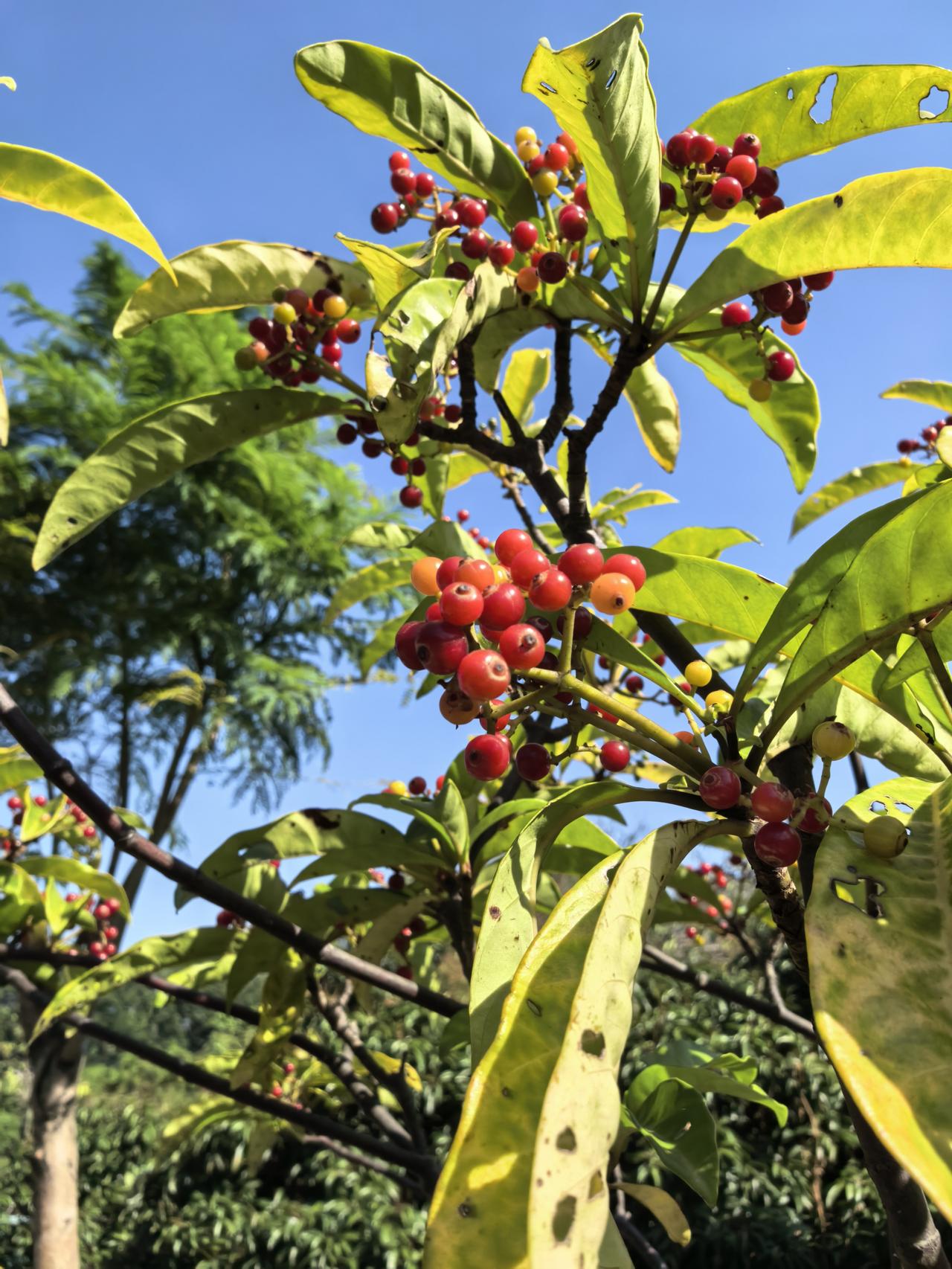 晒图笔记大赛在塘坑背水库发现了这棵结满红果子的树，果子不大，像红宝石晶莹剔透玲珑