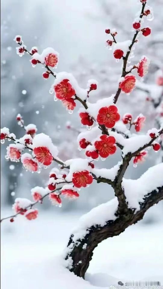 上联：欲画梅花天又雪
下联：银装素裹满陌埃