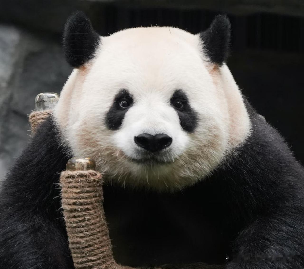 兰双双是不是越长越像爷爷灵灵？我在兰双双的身上仿佛看见了爷爷熊的影子。
虫洞虽然