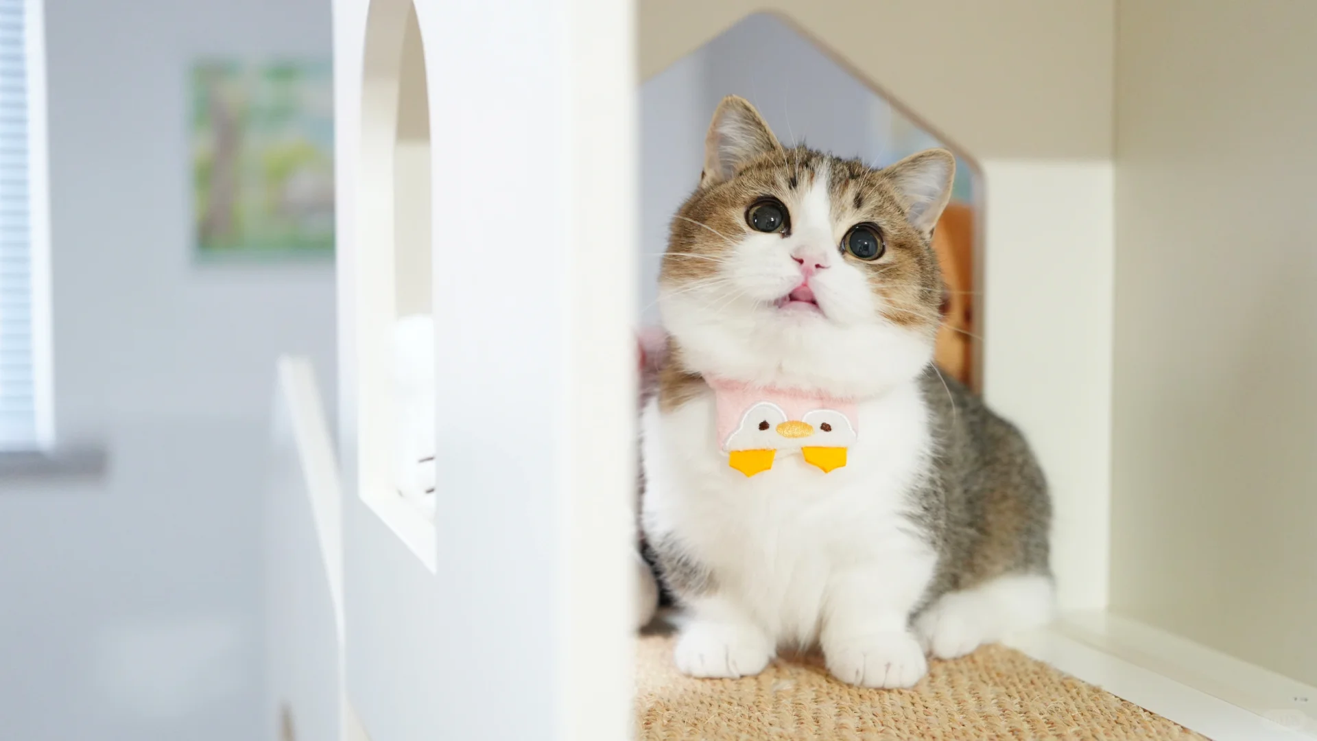 有人喜欢我吗？金白曼基康矮脚猫